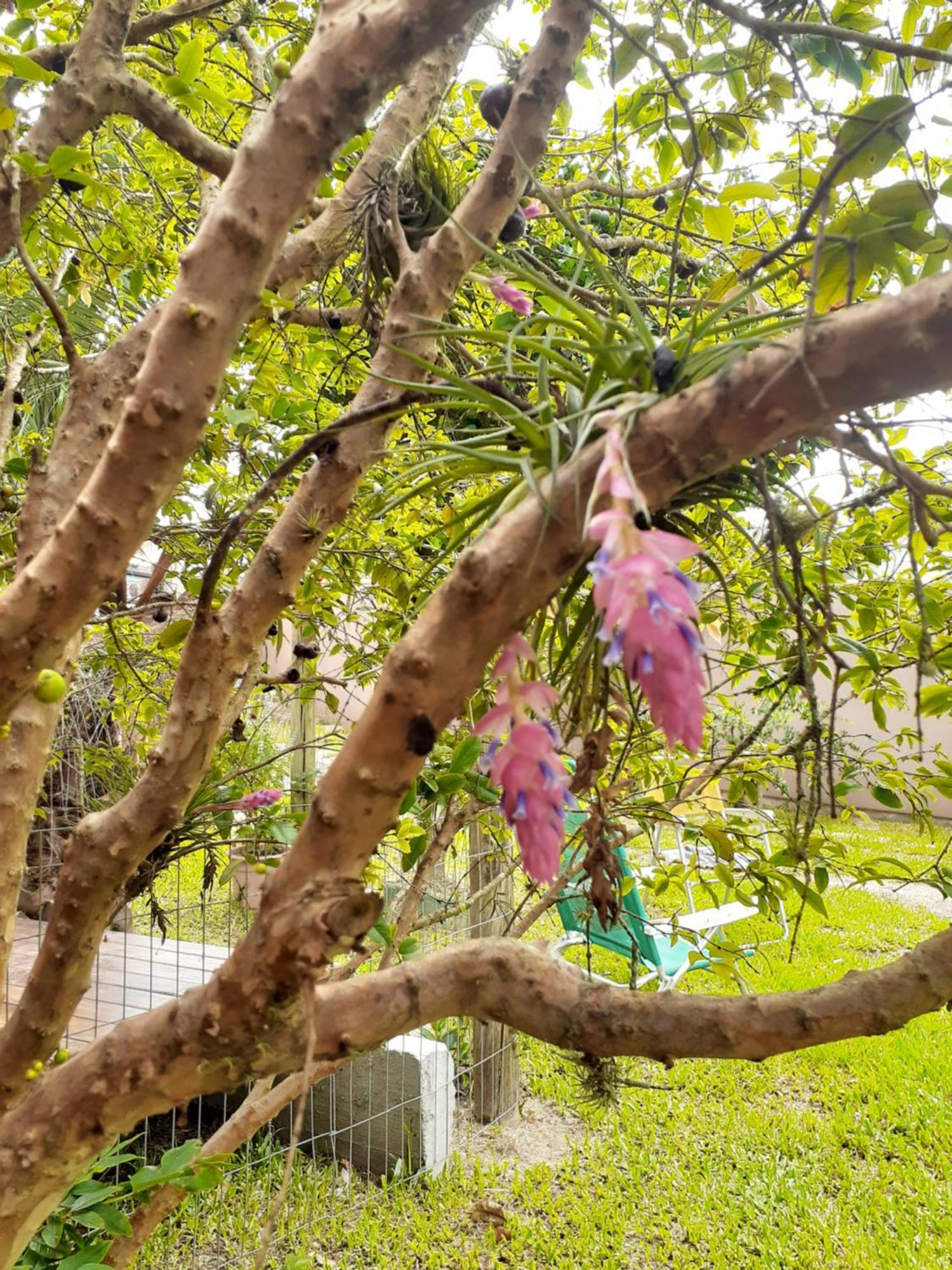 פנייה Jabuticasa Cabana De Madeira Na Praia מראה חיצוני תמונה